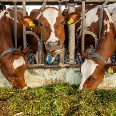 boer Bouwman Nieuw Heeten 1-022