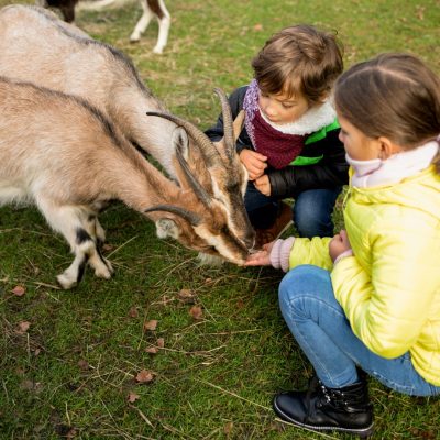 Children feeding goat in agritourism farm